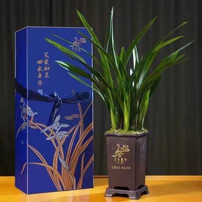 父愛如蘭 一束芬芳里的深情，花農(nóng)笑顏中的豐收